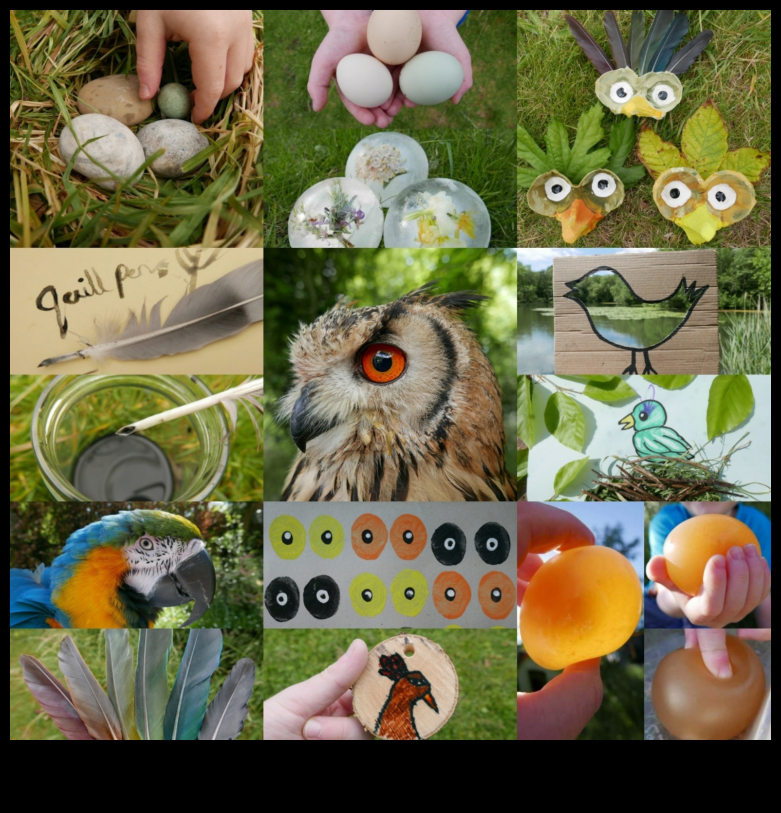 Birdwatching Bliss: Entertaining Activities for Pet Birds