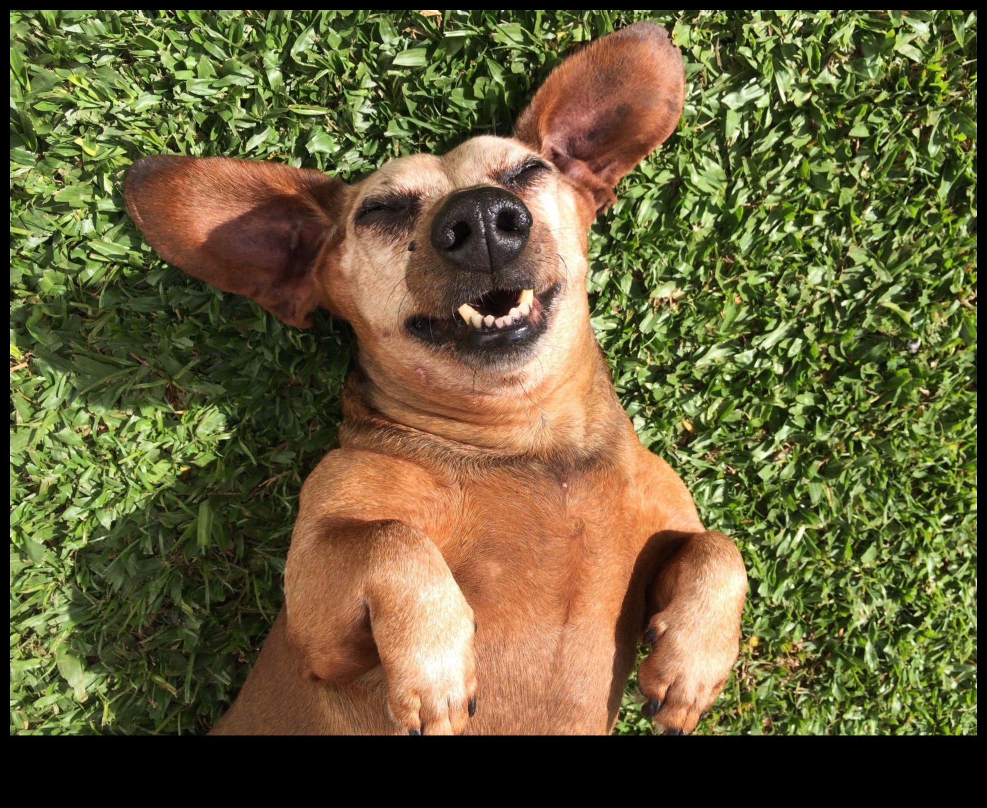 Κυνική κωμωδία Συνέχεια: Πιο ξεκαρδιστικές στιγμές σκύλου