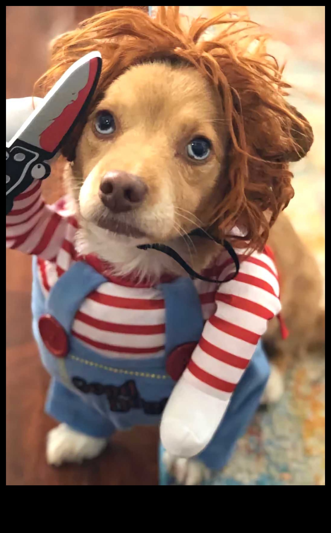 Κυνική κωμωδία Συνέχεια: Πιο ξεκαρδιστικές στιγμές σκύλου