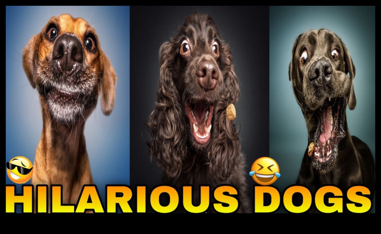 Κυνική κωμωδία Συνέχεια: Πιο ξεκαρδιστικές στιγμές σκύλου