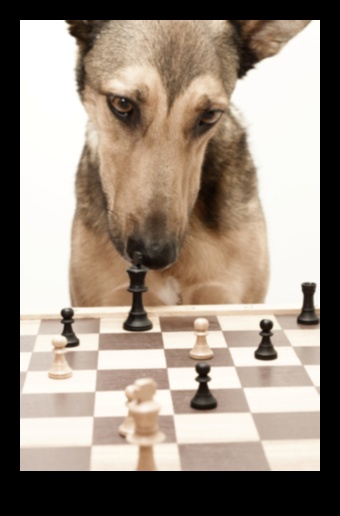 Beyond Fetch: Παιχνίδια τόνωσης για έναν χαρούμενο και υγιή σκύλο