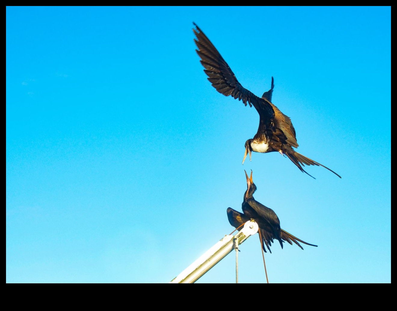 Aerial Acrobats: The Fascinating World of Bird Flight
