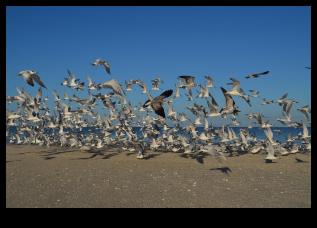 Aerial Acrobats: The Fascinating World of Bird Flight
