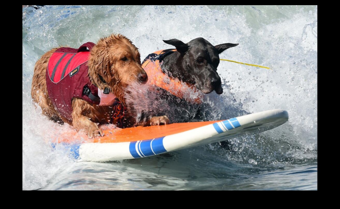 Διαγωνισμοί σκύλων: Συμμετοχή σε διαγωνισμούς διασκεδαστικών σκύλων