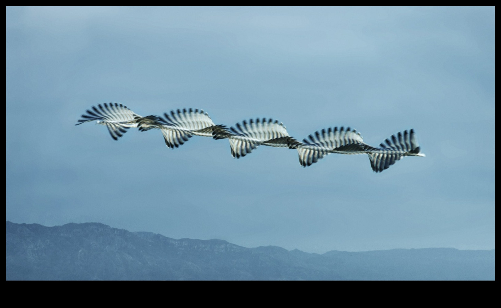 Birds in Flight Continued: Mastering the Art of Soaring