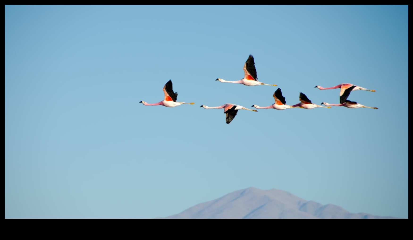 Birds in Flight Continued: Mastering the Art of Soaring