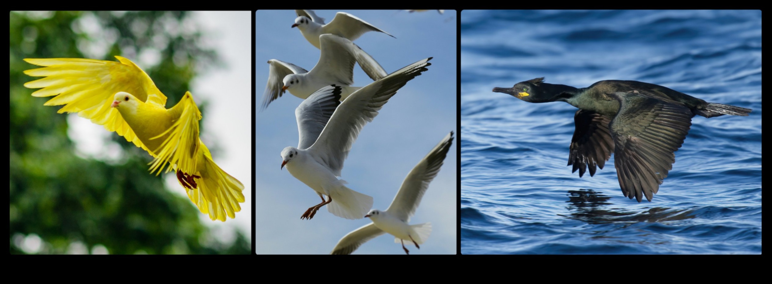 Birds in Flight Continued: Mastering the Art of Soaring