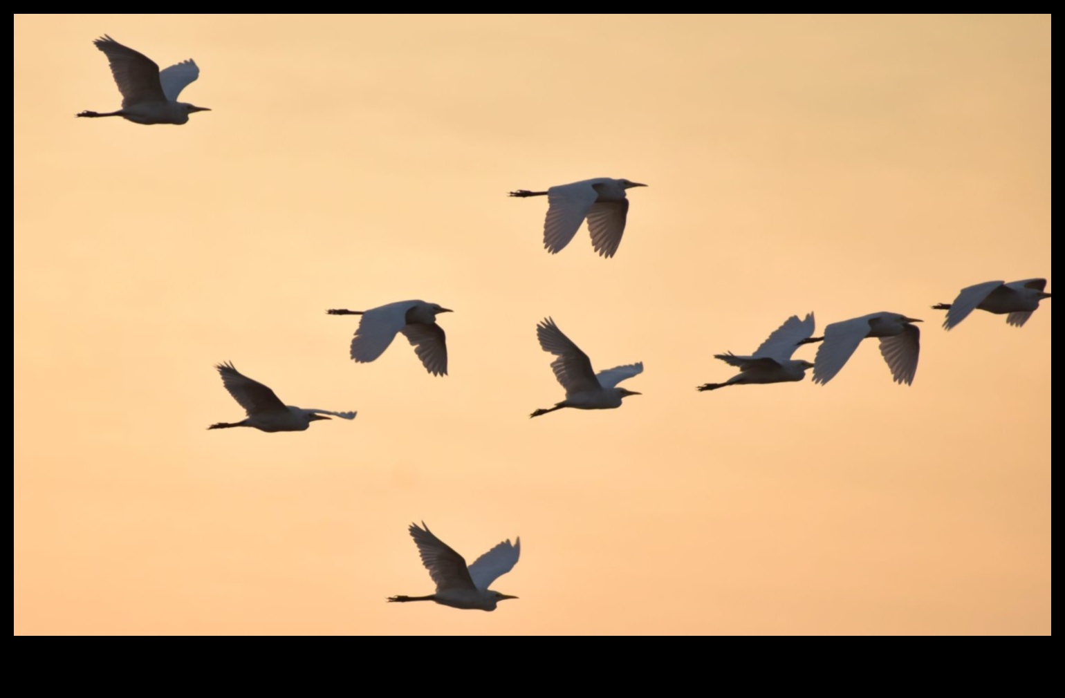 Birds in Flight Continued: Mastering the Art of Soaring