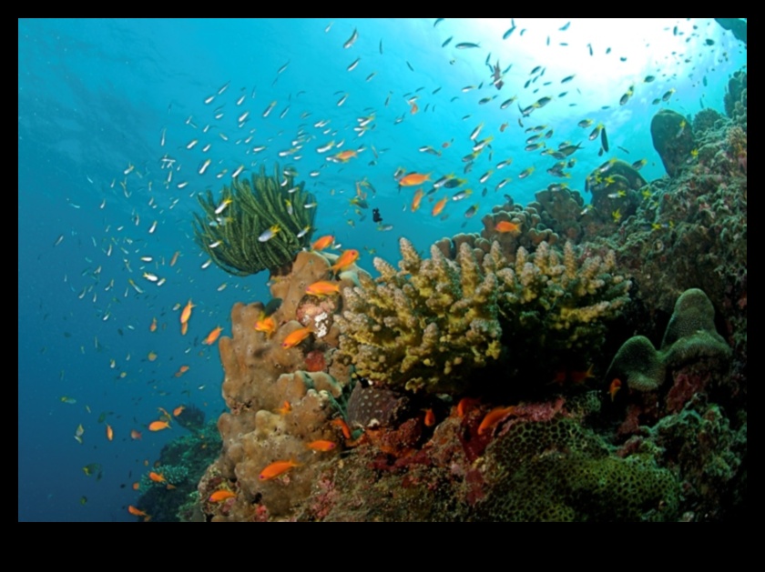 Παράκτια Χρονικά Συνέχεια: Εξερευνώντας διαφορετικά θαλάσσια οικοσυστήματα