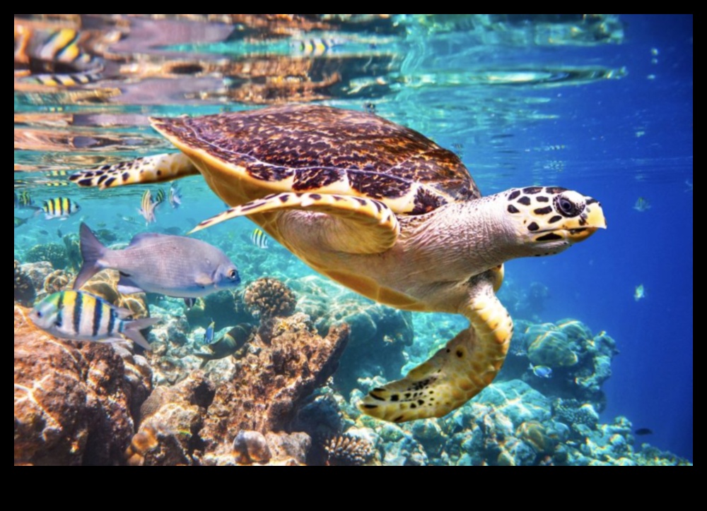 Παράκτια Χρονικά Συνέχεια: Εξερευνώντας διαφορετικά θαλάσσια οικοσυστήματα