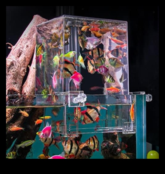 Αξεσουάρ Ενυδρείου Extravaganza Συνέχεια: Προσθέστε κομψότητα στη δεξαμενή ψαριών σας