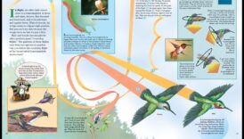 Aerial Acrobats: The Fascinating World of Bird Flight
