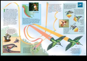 Aerial Acrobats: The Fascinating World of Bird Flight