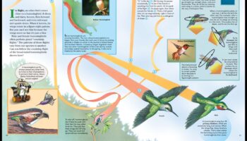Aerial Acrobats: The Fascinating World of Bird Flight
