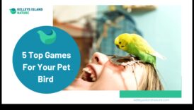 Birdwatching Bliss Διασκεδαστικές ενέργειες για Pet Birds 3 Birdwatching Bliss: Entertaining Activities for Pet Birds
