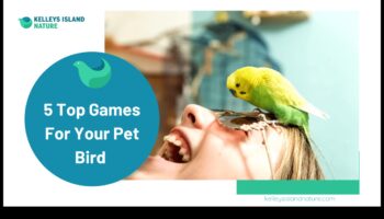 Birdwatching Bliss: Entertaining Activities for Pet Birds