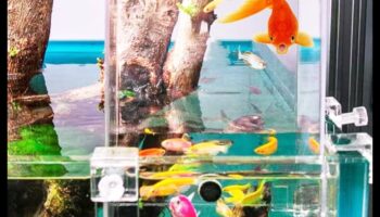 Αξεσουάρ Ενυδρείου Extravaganza Συνέχεια: Προσθέστε κομψότητα στη δεξαμενή ψαριών σας