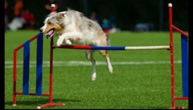 Διαγωνισμοί σκύλων που συμμετέχουν προκάλεσε διαγωνισμούς διασκεδαστικών σκύλων 3 Διαγωνισμοί σκύλων: Συμμετοχή σε διαγωνισμούς διασκεδαστικών σκύλων