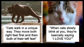 Εντυπωσιακά εξαρτήματα για τις γάτες Εξετάζοντας επιδιώξεις εξαρτήματα για τις γάτες 6 Συγκλονιστικά στοιχεία για τις γάτες: Ανακαλύπτοντας ενδιαφέροντα στοιχεία για τις γάτες