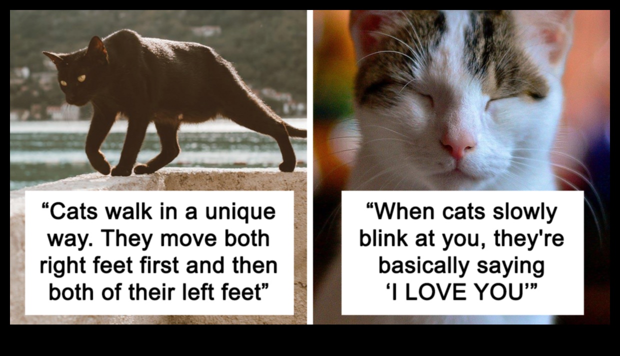 Συγκλονιστικά στοιχεία για τις γάτες: Ανακαλύπτοντας ενδιαφέροντα στοιχεία για τις γάτες