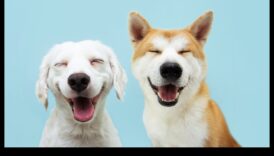 Η κυνική κωμωδία συνέχισε έτσι τις πιο ξεκαρδιστικές στιγμές του σκύλου 4 Κυνική κωμωδία Συνέχεια: Πιο ξεκαρδιστικές στιγμές σκύλου