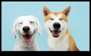 Κυνική κωμωδία Συνέχεια: Πιο ξεκαρδιστικές στιγμές σκύλου