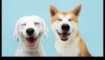 Κυνική κωμωδία Συνέχεια: Πιο ξεκαρδιστικές στιγμές σκύλου