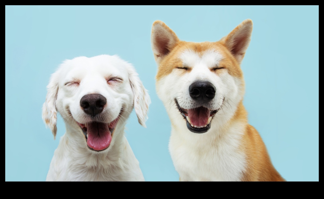 Κυνική κωμωδία Συνέχεια: Πιο ξεκαρδιστικές στιγμές σκύλου