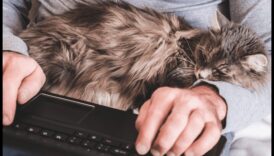 Η σύνδεση της γάτας: Κατανόηση των δεσμών μεταξύ των ειδών με τη γάτα σας