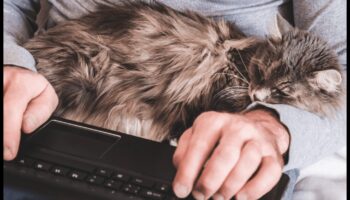 Η σύνδεση της γάτας: Κατανόηση των δεσμών μεταξύ των ειδών με τη γάτα σας