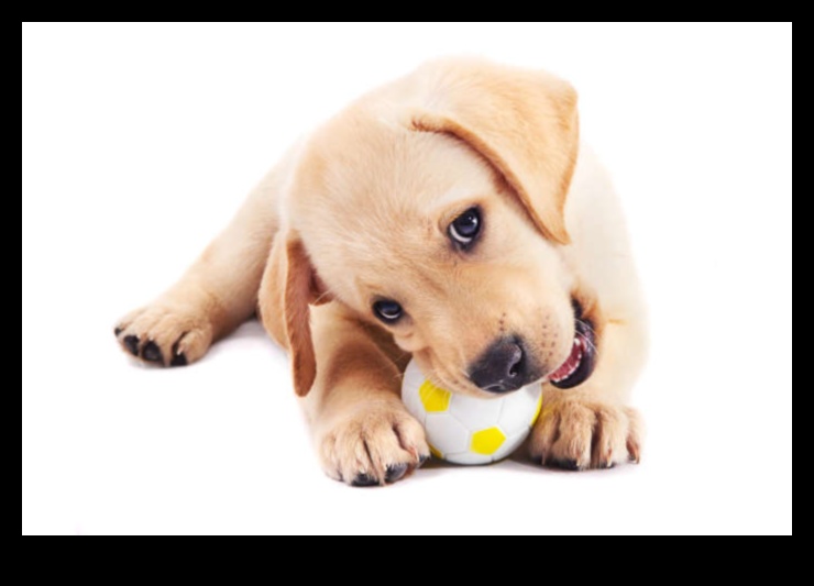 Beyond Fetch: Παιχνίδια τόνωσης για έναν χαρούμενο και υγιή σκύλο