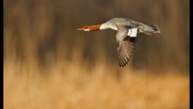 Birds in Flight Continued: Mastering the Art of Soaring