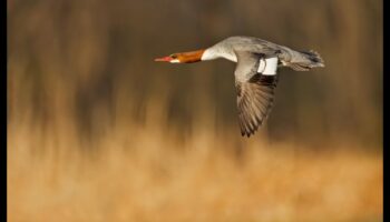 Birds in Flight Continued: Mastering the Art of Soaring