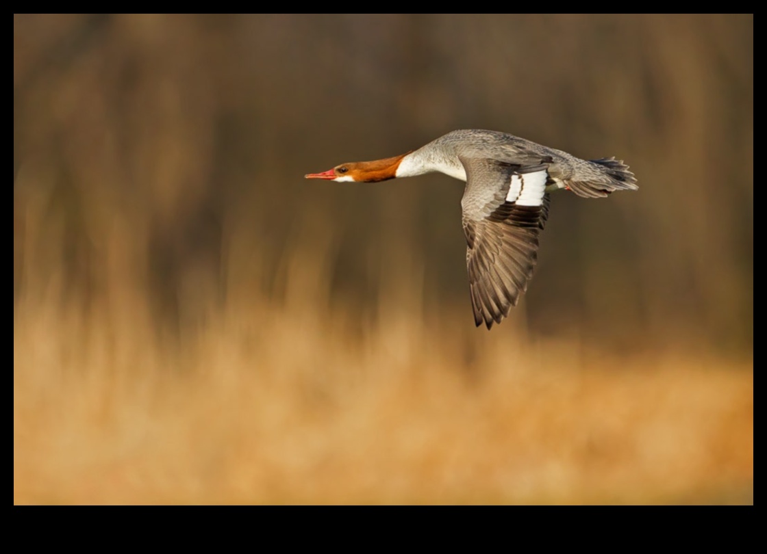 Birds in Flight Continued: Mastering the Art of Soaring