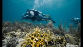 Παράκτια Χρονικά Συνέχεια: Εξερευνώντας διαφορετικά θαλάσσια οικοσυστήματα