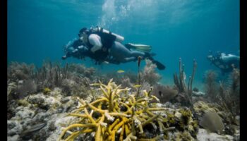 Παράκτια Χρονικά Συνέχεια: Εξερευνώντας διαφορετικά θαλάσσια οικοσυστήματα