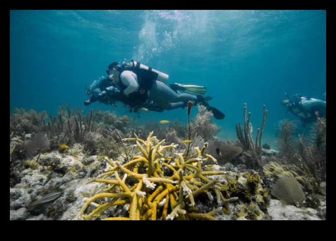 Παράκτια Χρονικά Συνέχεια: Εξερευνώντας διαφορετικά θαλάσσια οικοσυστήματα
