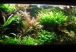 Fish Tank Zen Continued: Incorporating Relaxing Aquascaping Techniques