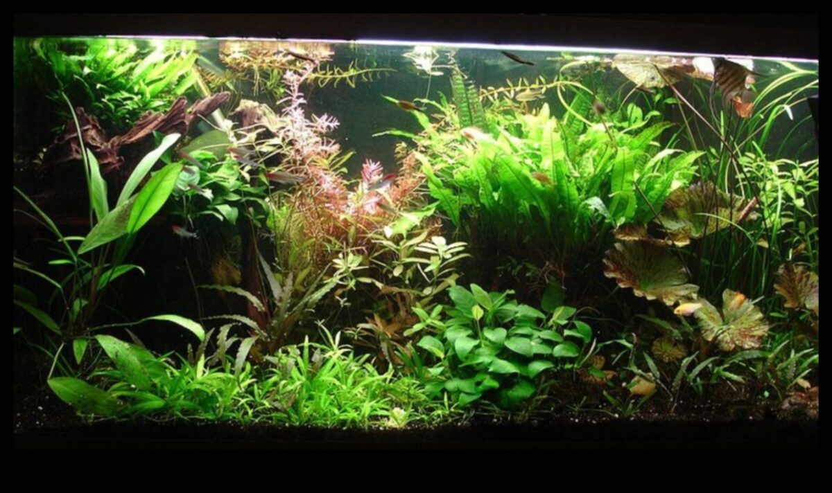 Fish Tank Zen Continued: Incorporating Relaxing Aquascaping Techniques