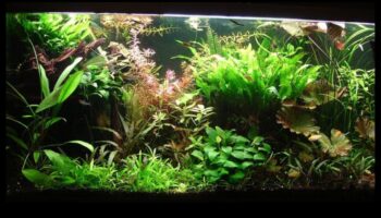 Fish Tank Zen Continued: Incorporating Relaxing Aquascaping Techniques