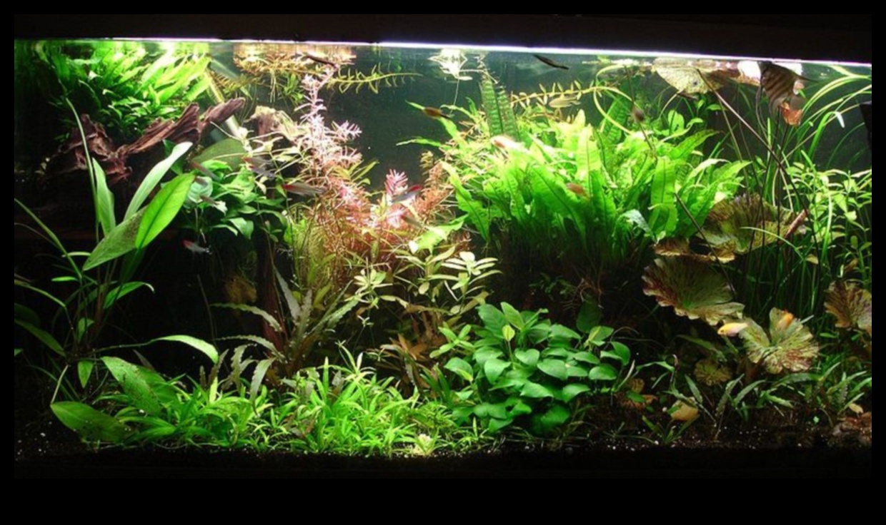 Fish Tank Zen Continued: Incorporating Relaxing Aquascaping Techniques