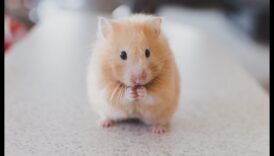 Χόμπι χάμστερ: Ανακαλύπτοντας τα μοναδικά ταλέντα των κατοικίδιων χάμστερ