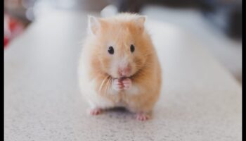 Χόμπι χάμστερ: Ανακαλύπτοντας τα μοναδικά ταλέντα των κατοικίδιων χάμστερ